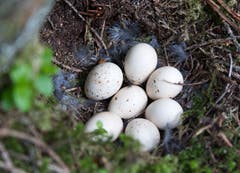 Das Nest des Haselhuhns befindet sich am Boden, das mit etwas Pflanzenmaterial ausgelegt ist. Die Henne brütet 22 - 25 Tage lang. (Bild: Niklaus von Rotz)