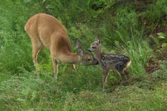Reh mit Kitz auf der Schwägalp (Bild: Hans Aeschlimann)