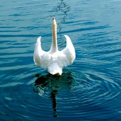 Schwan stellt seine Flügel - Drohgebärde oder Imponiergehabe? (Bild: Sepp Bernasconi)