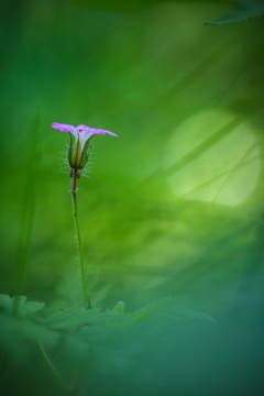 Storchschnabel in weichem Licht (Bild: Petra Jung)