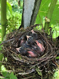 Hoffentlich haben diese winzigen Jungvögel im Rebberg beim Schloss Meggenhorn, trotz uns, als "nicht beabsichtigter Störfaktor", doch noch eine Überlebens-Chance, aufgenommen beim Rebberg beim Schloss Meggenhorn. (Bild: Margrith Imhof-Röthlin)