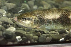Bachforelle im Aquarium. (Archivbild: Bruno Arnold)