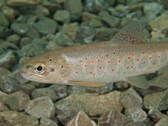 Die einheimische Bachforelle mit ihren charakteristischen roten Punkten ist ein Edelfisch, der auf Veränderungen oder Verschmutzungen des Fliessgewässers äusserst empfindlich reagiert. Im Bild ein Jungtier. (Bild: Getty)
