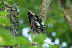 Der Buntspecht füttert den Nachwuchs. (Bild: Hans Aeschlimann)
