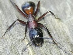Eine bedrohliche Formicula, aufgenommen in Interlaken. (Bild: Benedikt Born)