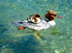 Als ob die Gänsesägermama ein lieblings Kücken hätte. (Walter Buholzer (Luzern, 14. Juni 2018))