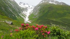 Der Winter ist in den Hintergrund gerückt und im Vordergrund kommen die wunderschönen Alpenrosen - aufgenommen in Milez-Sedrun. (Bild: Franz Stalder)