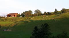 Weidende Kühe in der Abendsonne auf dem Steinhuserberg. (Bild: Hanny Wirz)
