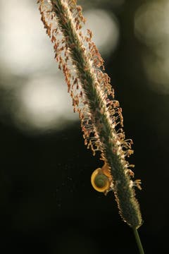 Schnecke in der Morgensonne. (Bild: Irene Wanner)