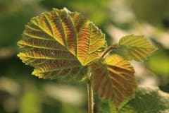 Buchenblätter in der Morgensonne, aufgenommen in Schötz. (Bild: Irene Wanner)