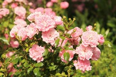 Überall blühen die Rosen. (Bild: Irene Wanner)