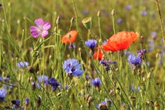 Farbenfrohe Blütenpracht in Schötz. (Bild: Irene Wanner)