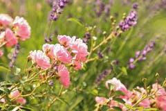 Rosen und Lavendel bilden eine schöne Harmonie. (Bild: Irene Wanner)
