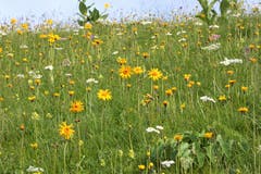 Blumenpracht am Stanserhorn. (Bild: Hans Steiner)
