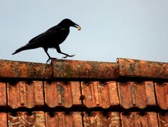 Leckerbissen auf dem Dach. (Bild: Doris Sieber)