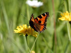 Schmetterlinge, kleine Wunder der Natur (Bild: Irene Weibel)