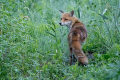 Ein kurzer Blick zurück und der Fuchs geht seines Weges in Jenins. (Bild: Edgar Huber)