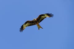 Ein Rotmilan bei Herisau (Bild: Luciano Pau)