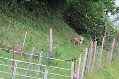 So beisammen sind die zwei Füchse vom Büel in Herisau selten zu sehen. Sie können von hier über die Alpsteinstrasse bis Richtung Sonnenberg blicken. (Bilder: Roger Fuchs)