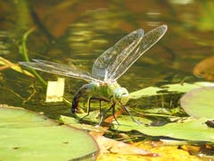 Eiablage: die Generation für den Sommer 2019 wird bereits vorbereitet (Bild: Peter Heim)