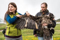 Franziska Lörcher (Stiftung Pro Bartgeier, links) und Sarah Isler (Tierpark Goldau) mit Bartgeier Finja bei einer Information vor Ort. (Bild: Keystone/Alexandra Wey)