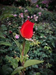 Das Leben ist wie eine Rose, man kann die Dornen betrachten oder die herrlichen Blüten! Aufgenommen beim Schloss Meggenhorn. (Bild: Margrith Imhof-Röthlin)