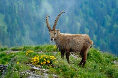 Steinbock, stand beim Abstieg vom Suggiture so schön auf dem Wanderweg. (Bild: Marianne Schmid)