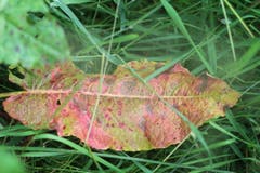 Früh verfärbtes Blatt. (Bild: Josef Habermacher)