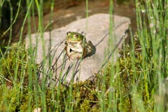 Ein Frosch beim Sonnenbad (Bild: Margrith Hengartner)