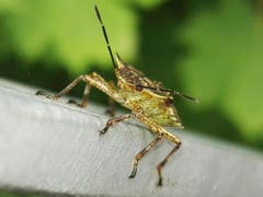 Käfer in Schräglage. (Bild: Benedikt Born)
