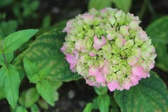 Hortensie, gesehen bei den Bogetenhöfen. (Bild: Josef Habermacher)