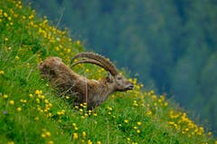 Steinbock. (Bild: Marianne Schmid)