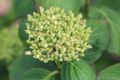 Hortensie vor dem Blühen. (Bild: Josef Habermacher)