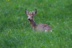 Rehbock-Bambi in Jenins (Bild: Edgar Huber)