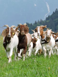 Welches ist jetzt die schönste Geiss? Irgendwie sind doch einfach alle hübsch und in die Kamera haben sie auch schön geschaut. Bild: Corinne Schnyder