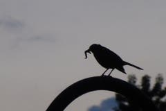 Letzter Fütterungsgang dieser Amsel vor dem Feierabend. Bild: Beat Bucher