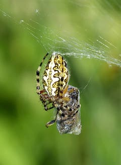 Der Eichblatt-Radspinne ist eine Beute ins Netz gegangen. Das weisse Längsband auf dem Rücken erinnert an das Blatt einer Eiche, daher dieser Name. (Bild: Josef Lustenberger)