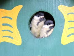 Diese zwei Kohlmeisen haben sich ein schönes Vogelhaus ausgesucht – mit guter Tarnung, mit den gelben Fensterläden. Bild: Corinne Schnyder