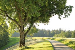 Auf dem Bodenberg (Bild: Irene Wanner)