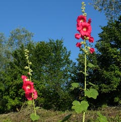 Zwei prächtige Malven am Aawasserdamm in Buochs. Bild: Sepp Bernasconi