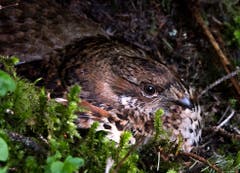 Das Haselhuhn als Tarnungskünstler. Es ist sehr selten zu beobachten. Es steht auf der roten Liste. Bild: Niklaus von Rotz