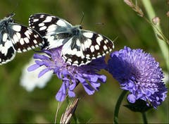 Bei diesem warmen Sommerwetter sind nicht nur diese Schachbrettfalter unterwegs. (Bild: Josef Lustenberger)