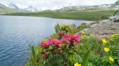 Alpenrosen für einmal nicht mit blauem Himmel als Hintergrund sondern auch noch mit klarem Bergseewasser. Bild: Christian Hählen