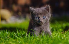 Junge Katze auf dem ersten Ausflug auf dem Bauernhof (Bild: Emanuel Niederhauser)