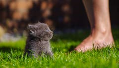 Oi, wer kommt den da? Junge Katze auf dem ersten Ausflug (Bild: Emanuel Niederhauser)