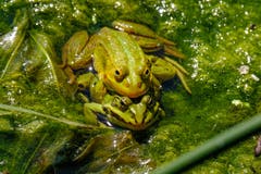 Freunde für immer. Aufgenommen am Saumweiher in Herisau. (Bild: Luciano Pau)