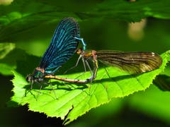 Gelenkige Akrobatik zwischen dem Blauflügel-Prachtlibellen-Männchen und dem unscheinbaren braunen Weibchen. (Bild: Martina Melber)