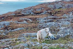 Fels, Moos, Heidekraut und Wasser: Das karge Land gehört den Schafen.