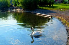Dieser Schwan hat die kleine Bucht am sogenannten "Grünen Quai" in Buochs ganz allein für sich. Bild: Sepp Bernasconi
