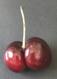Im wahrsten Sinne des Wortes eine "Herzkirsche" Bild: Susanne Stehle